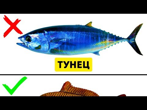 9 Видов Рыбы, Которые Не Стоит Есть - Популярные видеоролики!