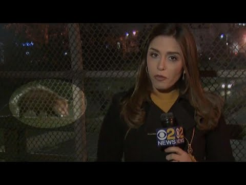 Opossum Videobombs New York Reporter on Live TV - Популярные видеоролики!