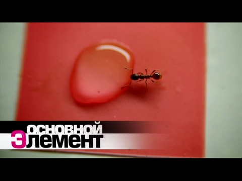 Мир муравьев | Основной элемент - Популярные видеоролики!