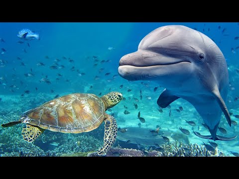 Relaxing Music for Stress Relief. Dolphin singing. Soothing Music for Meditation, Therapy, Sleep - Популярные видеоролики!
