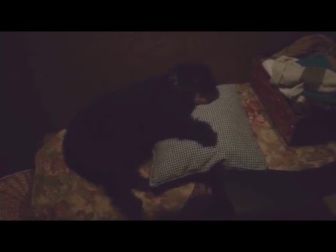 Sleeping dog - Популярные видеоролики!