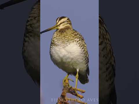 Singing Latham's snipe - unexpected sounds #wildlife #birds #birdlovers - Популярные видеоролики!