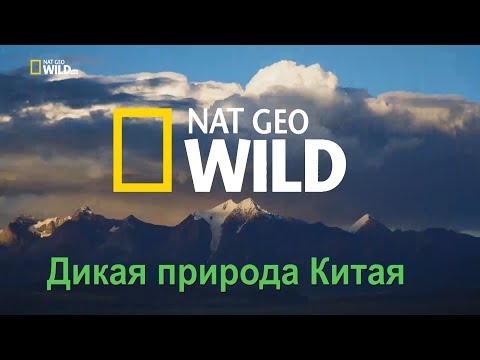 Nat Geo Wild: Дикая природа Китая. Царство дикой природы Тибета / China's wild side - Популярные видеоролики!
