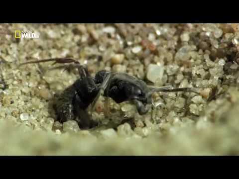 Удивительные насекомые.Incredible Insects HDTVRip - Популярные видеоролики!