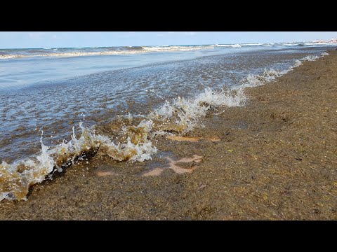 АНАПА - ГРЯЗЬ И КАМКА!!!!!!! 21.07.2018 пляж Sea Breeze Resort - Популярные видеоролики!