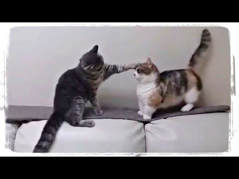 КОТ УСПОКАИВАЕТ КОШКУ(CAT CALMS DOWN THE KITTY), приколы с котами(funny cats) #447 - Популярные видеоролики!