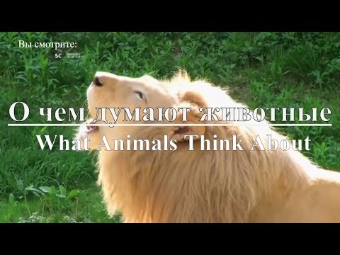 Discovery: О чем думают животные | What Animals Think About. Документальный фильм - Популярные видеоролики!