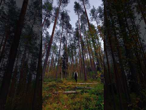 How ‘bout a little forest walk?🌲🐻🌿 - Популярные видеоролики!