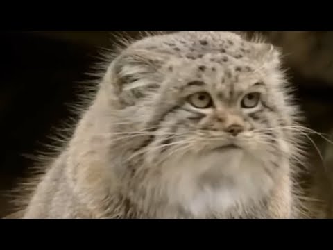 10 Опасных пород кошек - Популярные видеоролики!