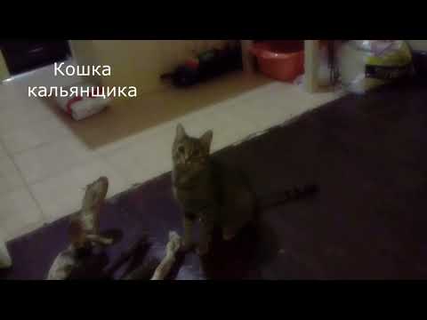 Кошка кальянщика Кира - Популярные видеоролики!
