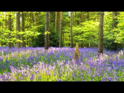 Relaxing Music for Stress Relief. Soothing Music for Meditation, Yoga, Sleep, Spa - Популярные видеоролики!