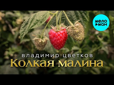 Владимир Цветков – Колкая Малина (Альбом 2024) - Популярные видеоролики!